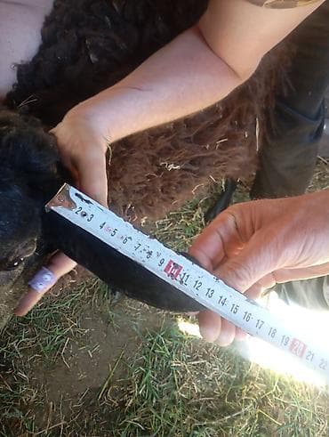 ножницы для овец: Продаю | Овца (самка) | Для разведения | Племенные — 2