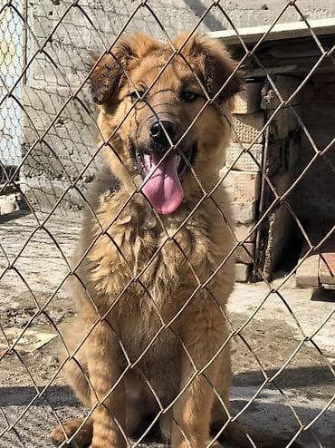 для сабаки: Овчарка, 4 месяца, Самка — 1