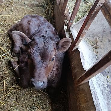 куры цыплята: Продаю | Корова (самка) | На откорм | Привязанные — 2