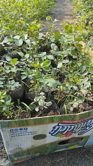 баран матка: Саженцы — 1