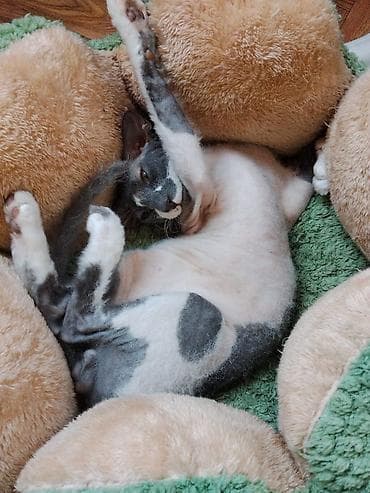 гималайская кошка: Сфинкс, 6 месяцев, Мальчик — 4