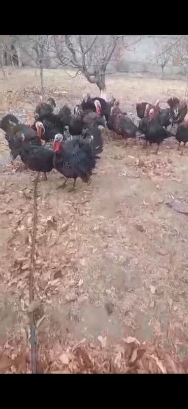 Продаю | Индюк (самец) | Для разведения