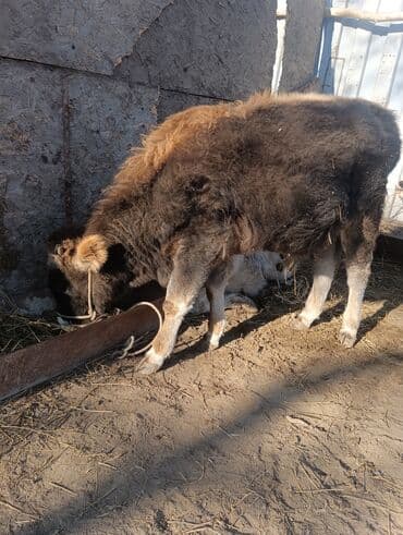 дойных коровы: Продаю | Тёлка | Полукровка | На откорм | Привязанные — 2