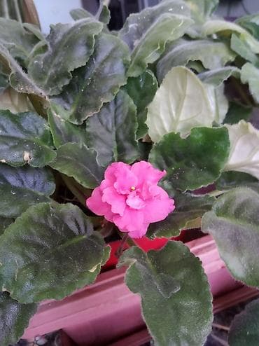 глоксинья: Фиалка 250 сом. Семь кустов в горшке — 2