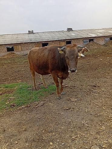 бычки швиц: Продаю | Корова (самка) | Для молока — 1