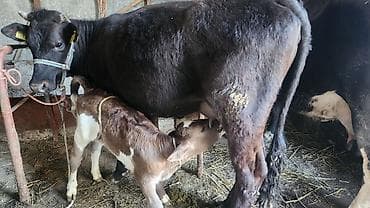 рыбки в аквариум купить: Продаю | Корова (самка) | Для молока | После отела — 1