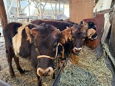 продаю осёл: Продаю | Бык (самец), Тёлка | Для разведения | Привязанные — 7