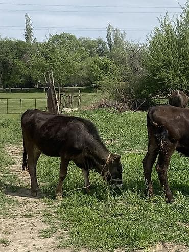 меренос бараны: Продаю | Корова (самка) | Полукровка | Для разведения | Стельные — 9