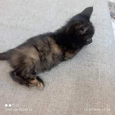 Котёнок черепахового окраса - Пушистый короткошёрстный котёнок с