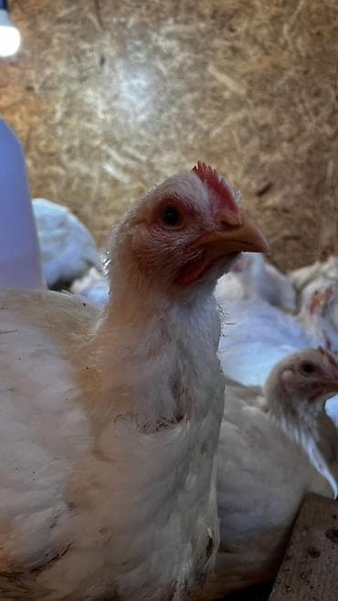 уй порода: Продаем домашних бройлеров — выращены на натуральных кормах с особым — 7