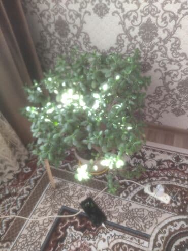 кактус эхинопсис: Толстянка (денежное дерево), крупный взрослый экземпляр в горшке — 5