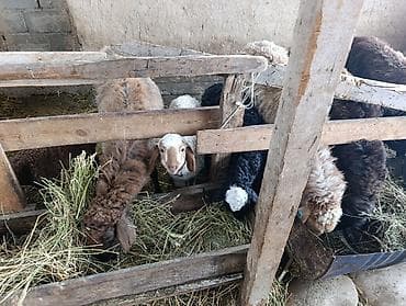 Грызуны: Продаю | Овца (самка) | Для разведения — 7