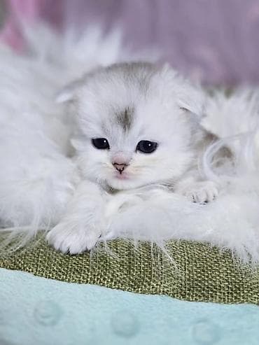 породистые коты: Предлагаем для бронирования чистопородных малышей, мальчики, окрас — 10