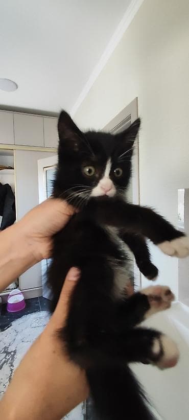 где можно купить кошку в бишкеке: Отдам котёнка в добрые руки 🐾 Девочка, 3 месяца. Очень умная, ласковая — 2