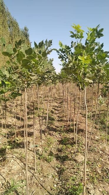 саженцы живой изгороди купить: Көчөттөр дарактардын: Клёндор — 10