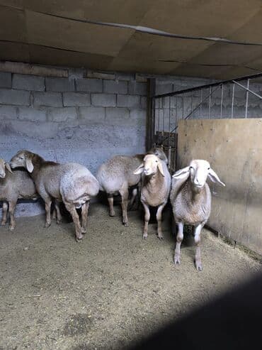 ящик для фрукты: Продаю | Баран (самец) | Для разведения | Ярка — 3