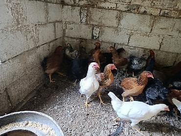 купить клетку для животных: Молодки циплята 4 месяца — 2