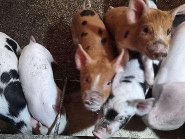 белый айст: Продаю | Поросенок | Для разведения | Племенные — 7