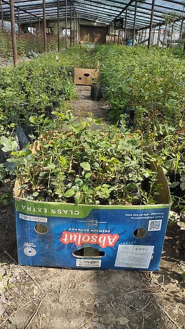 детские полотенца пончо: Саженцы — 1