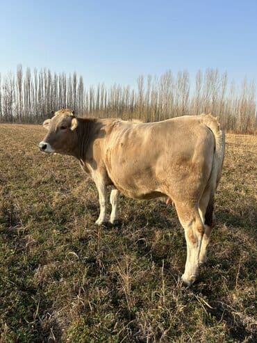 продам бу оборудование для птицефабрики: Продаю | Корова (самка), Бык (самец) | На откорм | Племенные — 6