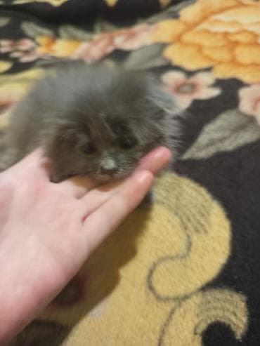 scottish fold: Продам котят британские голубой окраски цена договорная цена — 2