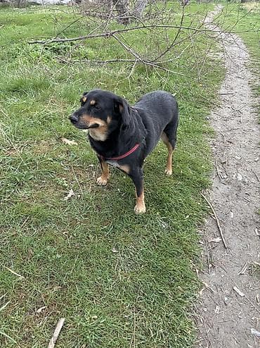 сколько стоит собака лайка: •	Собака Лада 6 лет (порода возможно метис с охотничьей) — 1