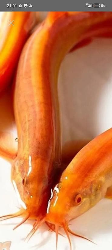 рыбы петушки: Золотой голец (аквариумная рыба) - Яркая золотисто-оранжевая окраска — 2