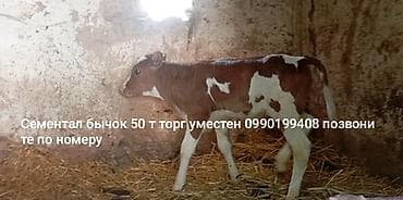 бравекто цена бишкек: Сатам | Музоо | Бордоп семиртүү үчүн — 5