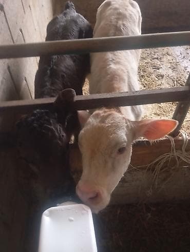 chi su: Продаю | Музоо, торпок | Полукровка | На откорм | Искусственник — 1