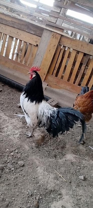 беде чоп кара балта: Петух Лакенфельдер цена 3000 или обмен на породистых кур — 1