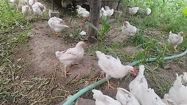 продам курей: Продаю | Цыплята | Бройлерная | На забой — 2
