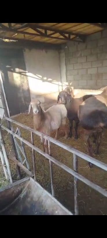 наполнитель для животных: Продаю | Ягненок, Баран (самец) | Арашан | На забой, Для разведения, Для шерсти | Племенные, Осеменитель — 1