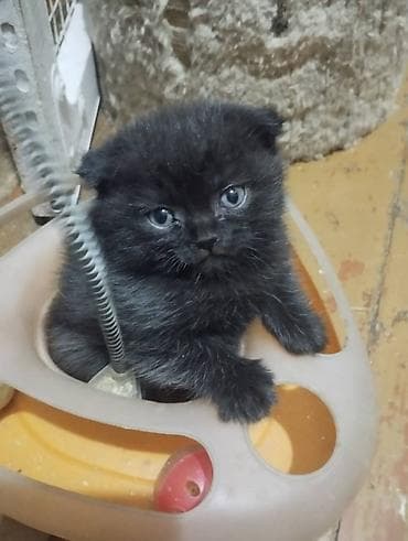 В ПРОДАЖЕ ОЧАРОВАТЕЛЬНЫЙ, ШУСТРЫЙ МАЛЬЧИК ШОТЛАНДЕЦ, СКОТТИШ ФОЛД