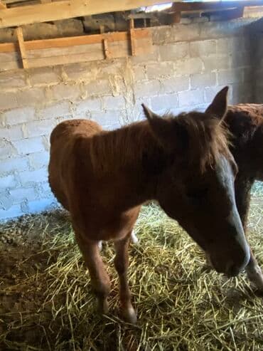 куры доминанты: Продаю | Жеребенок | Полукровка | Рабочий — 3
