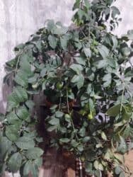 Продаётся лимон