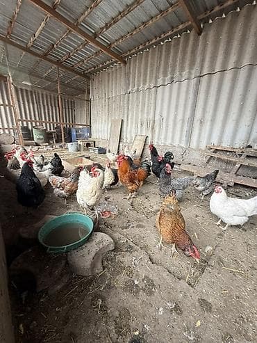 Баран, овца: Продаю | Куры | Домашняя | Для разведения — 4