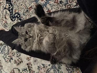 Другие животные: Пропал котенок в районе Ак-Ордо1. Пожалуйста, помогите найти дадим — 1