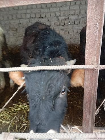 Другие животные: Продаю | Бык (самец) | На откорм | Привязанные — 2