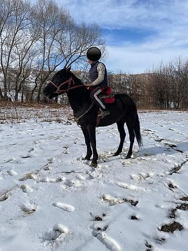 Үй жаныбарлары үчүн товарлар: Сатам | Байтал | Аргын | Жумушка — 7