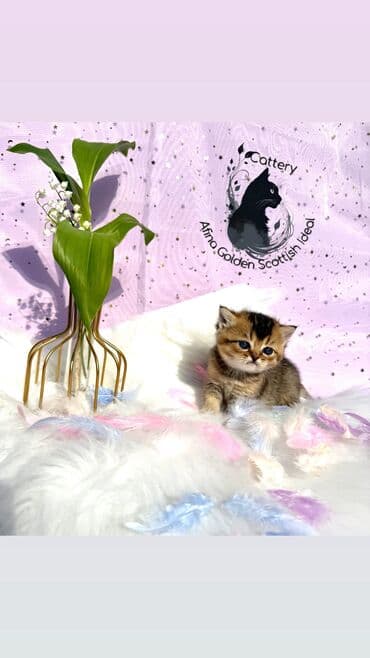 собака бульдок: Британ кыска жүндүү, 1 айлык, Эркек, Алтын шиншилла, Лотокко барууга үйрөтүлгөн, Курттардан тазаланган, Документтери менен — 8