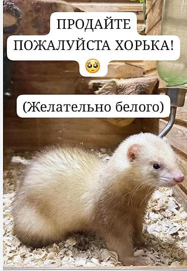 Хорьки: Продайте пожалуйста хорька. НЕ обязательно белого — 1