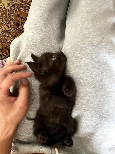 котята фолд: Добрый день всем) отдам милых котят в добрые руки. Все здоровы — 6