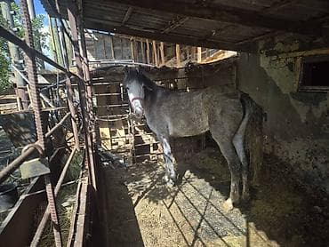 порода комару: Продаю | Кобыла (самка) | Рабочий — 3