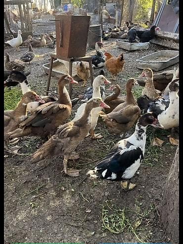 Продаю утки 200шт оптом по 700с Будет уступка если все купите сразу at lalafo.kg Продаю утки 200шт оптом по 700с Будет уступка если все купите сразу