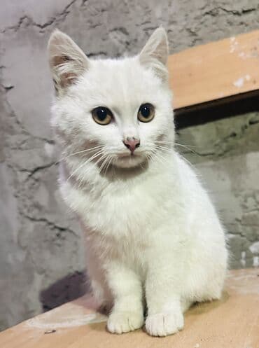 домик туалет для кошек: - Очаровательный котёнок пушистый белый котёнок с янтарными глазами — 3