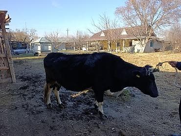 хара: Сатам | Уй (ургаачы) | Сүт алуу үчүн | Байланган — 4