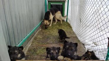Продажа собак: Немецкая овчарка, 1 месяц, Самец — 5