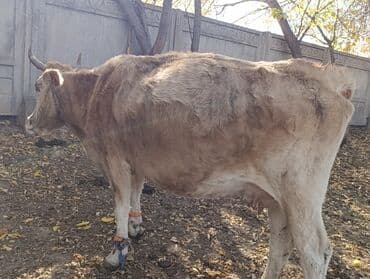 продажа щенков немецкой овчарки в бишкеке с документами: Уйлар,букалар — 3