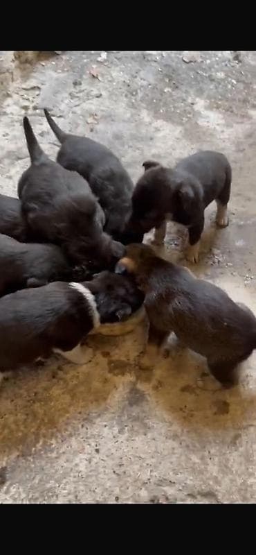 Щенки, помет из нескольких малышей. Окрас преимущественно тёмный