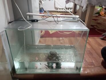 Услуги ветеринара: Рыбы — 1